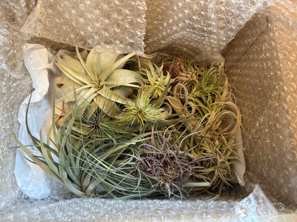 Thanks, Air Plant Hub, for the incredible plants that helped with my “Nailed it” wall art today! Thanks, Air Plant Hub, for the incredible plants that helped with my “Nailed it” wall art today!