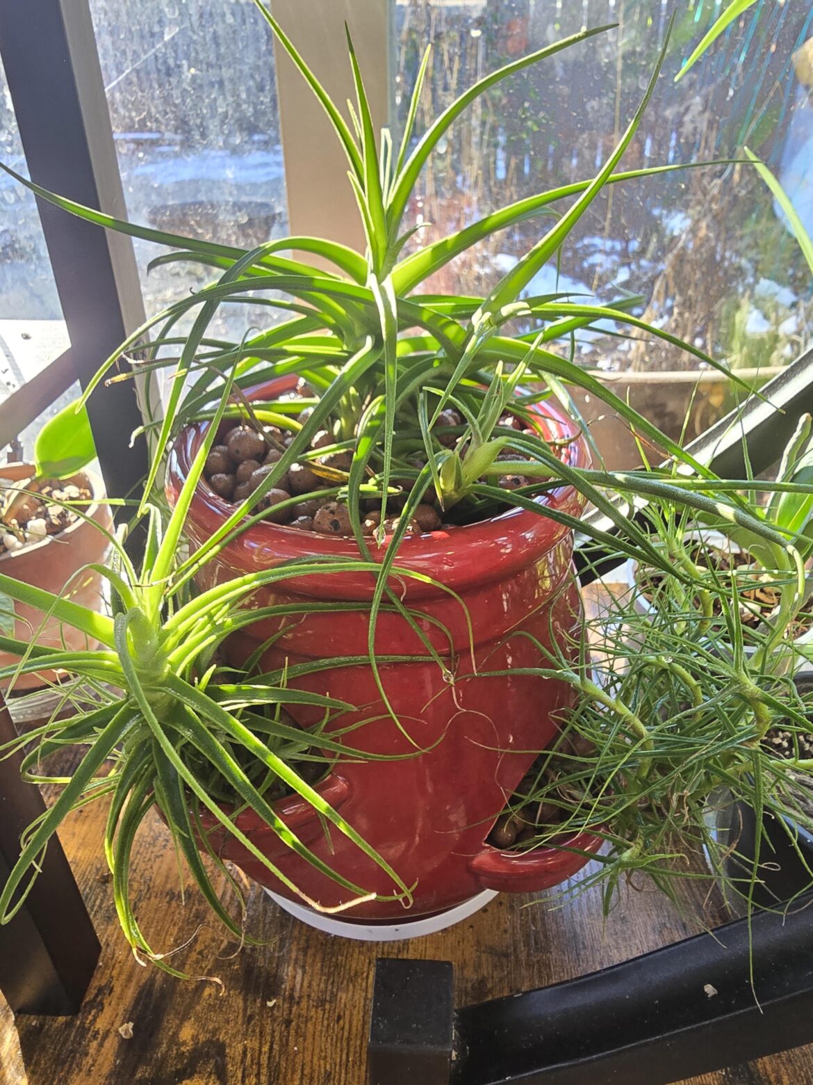 Of course there is a whole sub for this! I bought a package of seven air plants with supposedly fragrant flowers a few years ago. Made some mistakes, learned a lot, but they're all still alive! Now I'm trying leca in a strawberry pot to increase humidity (not sitting in water). Any thoughts/advice?
