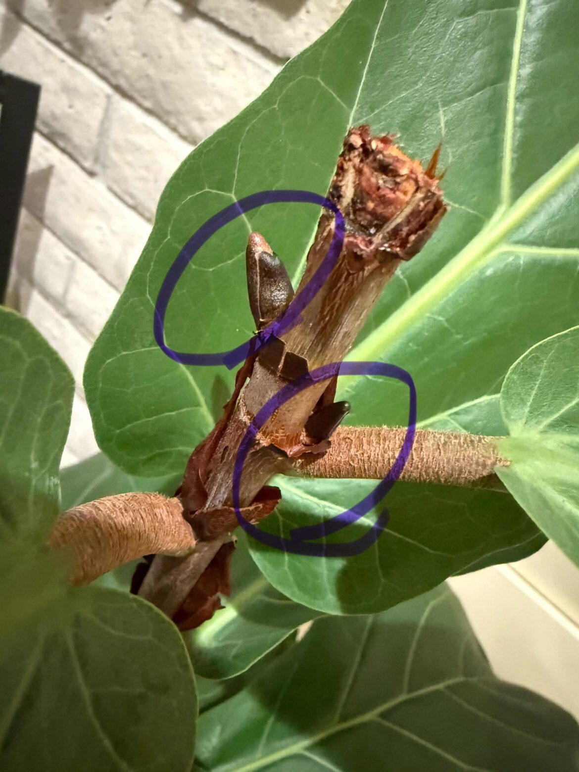 Chopped my flf, new buds 2 months later! Chopped my flf, new buds 2 months later!