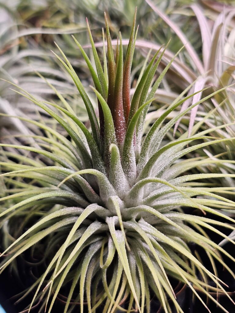 Recent cooler and wetter weather triggering blushing