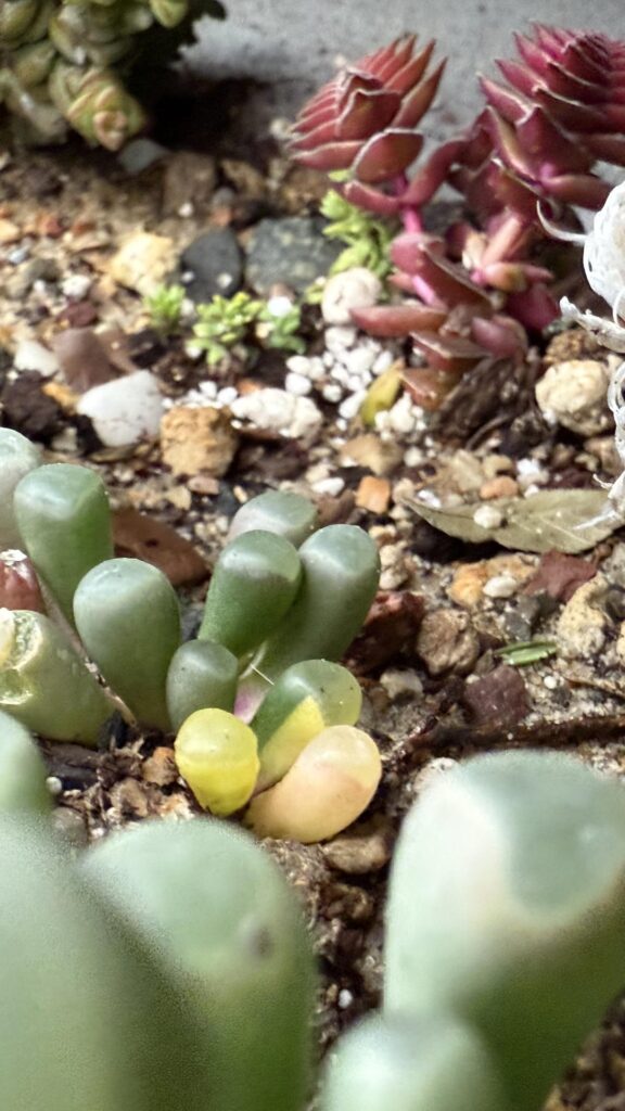 Lithops, split rock, var baby toes