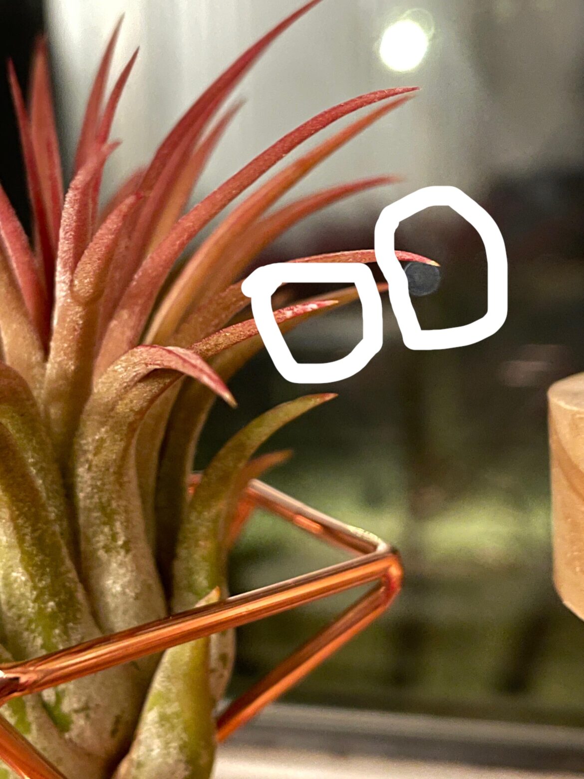 Ionantha white tip? Please help! Ionantha white tip? Please help!