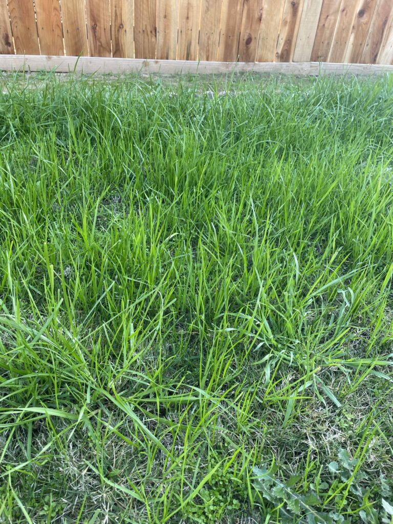 What type of grass is growing right now?