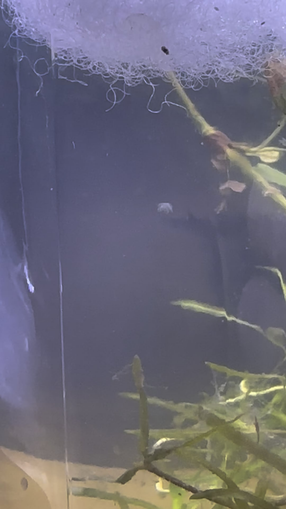 Looking for ID on mystery creature Looking for ID on mystery creature