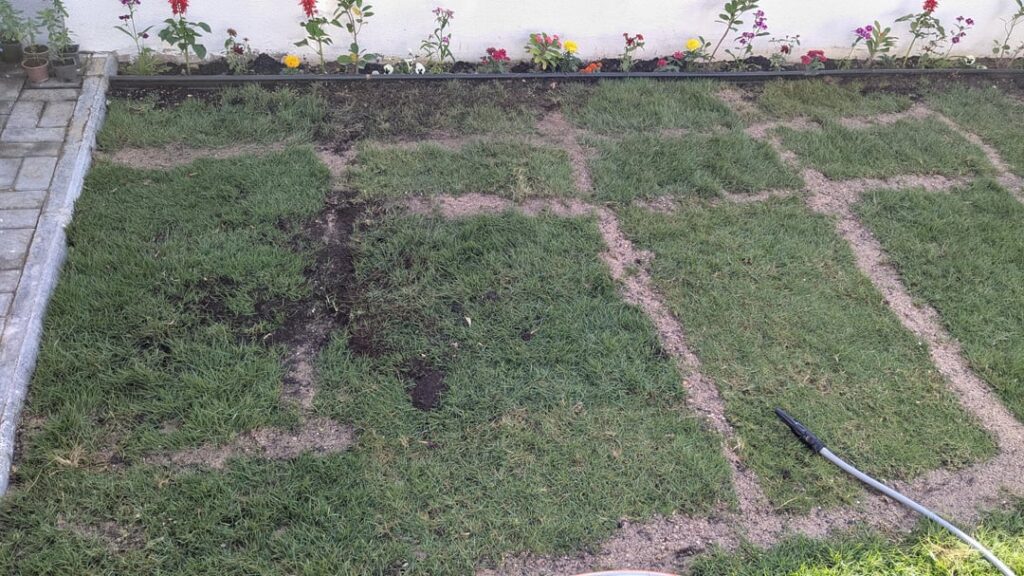 How to fill sod gaps?