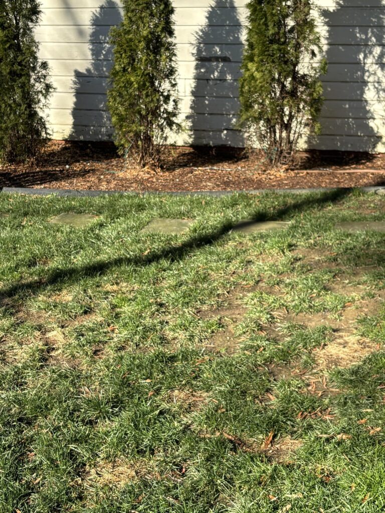 Help with growing grass Help with growing grass