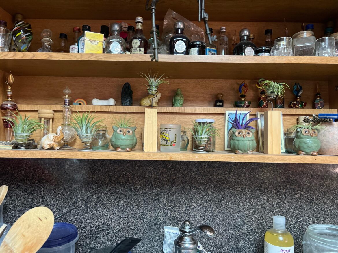 Do they need lots of light