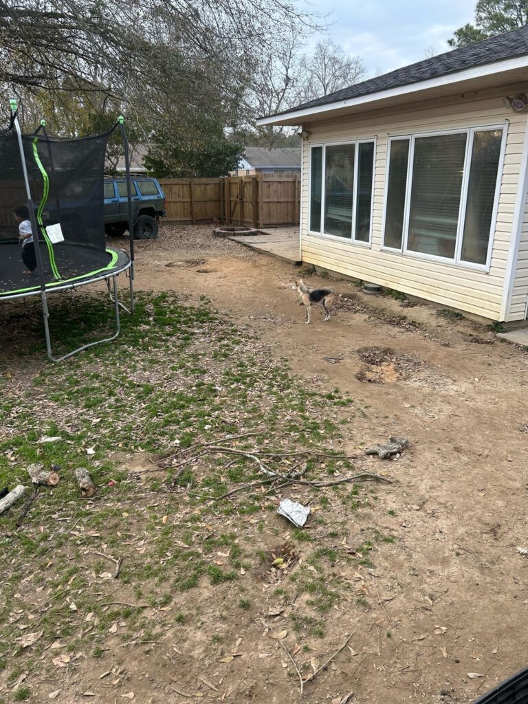 How to reverse back lawn turning into wasteland