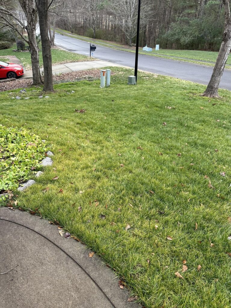 Typical fescue dormancy, or something else? Typical fescue dormancy, or something else?