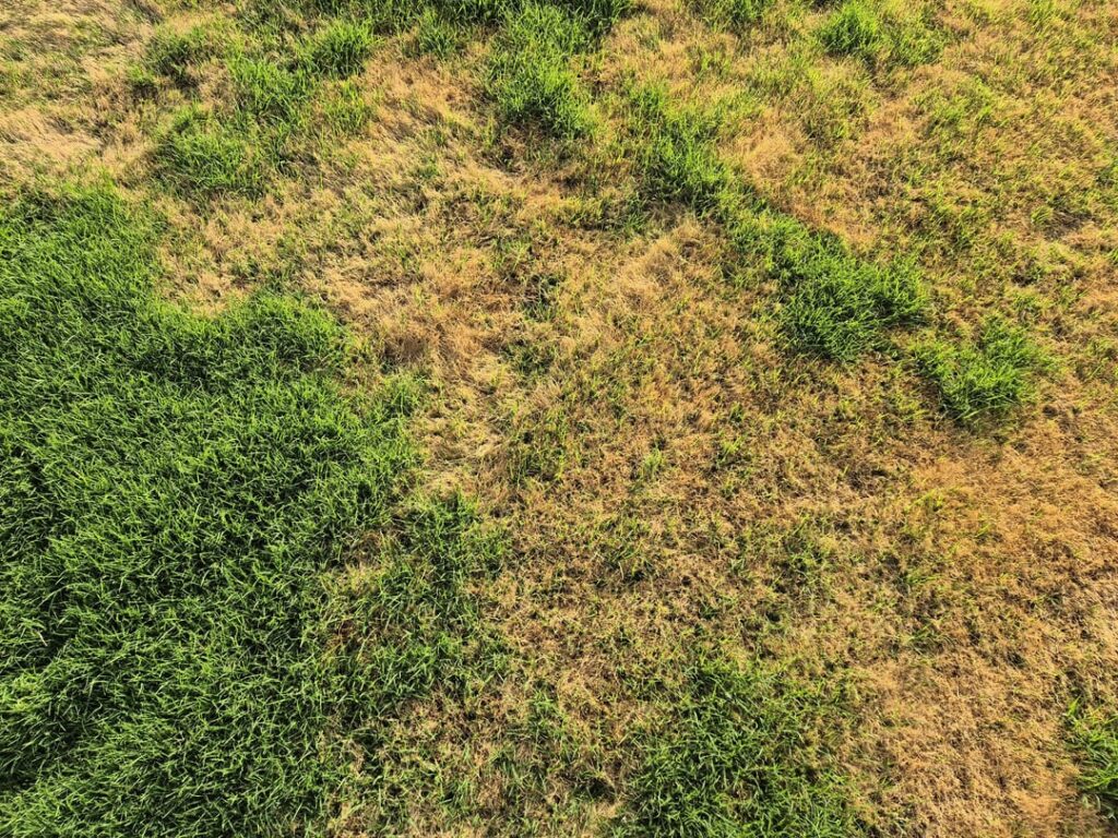 Help - invasive species like a beetle or just not enough water