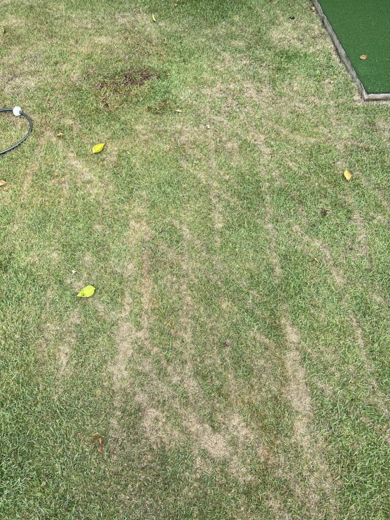 What the ? What the ?