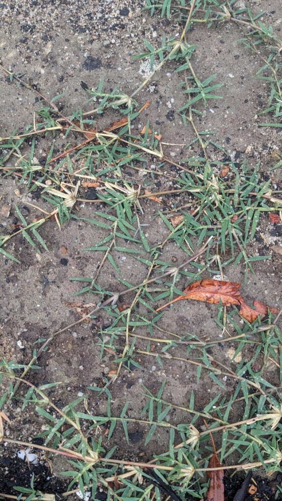 What type of grass is this? What type of grass is this?