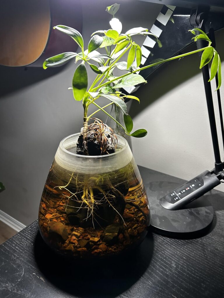 Day 120 Igneous Rock with Umbrella Tree Day 120 Igneous Rock with Umbrella Tree