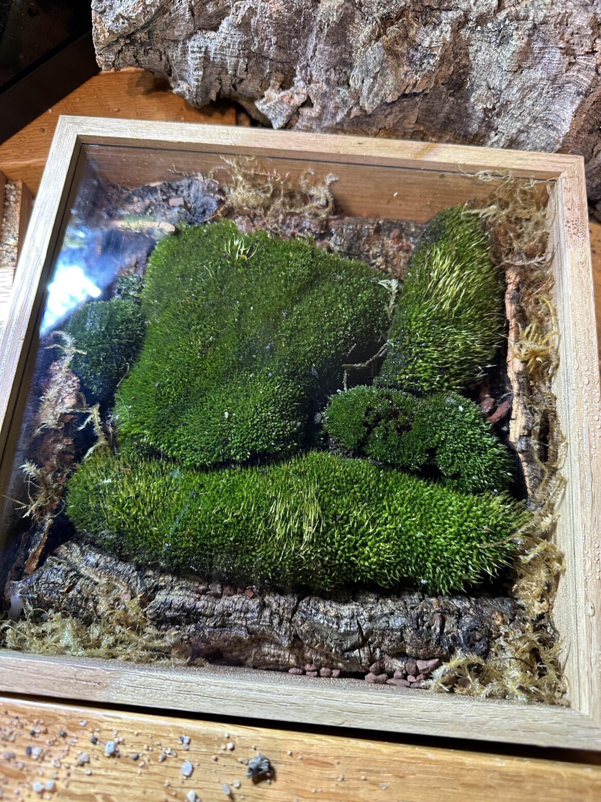 Flat Tabletop Mossarium