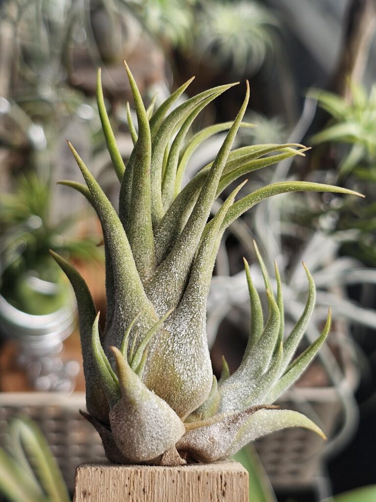 My Collection (Part 36): T. Peewee & T. Tina Parr