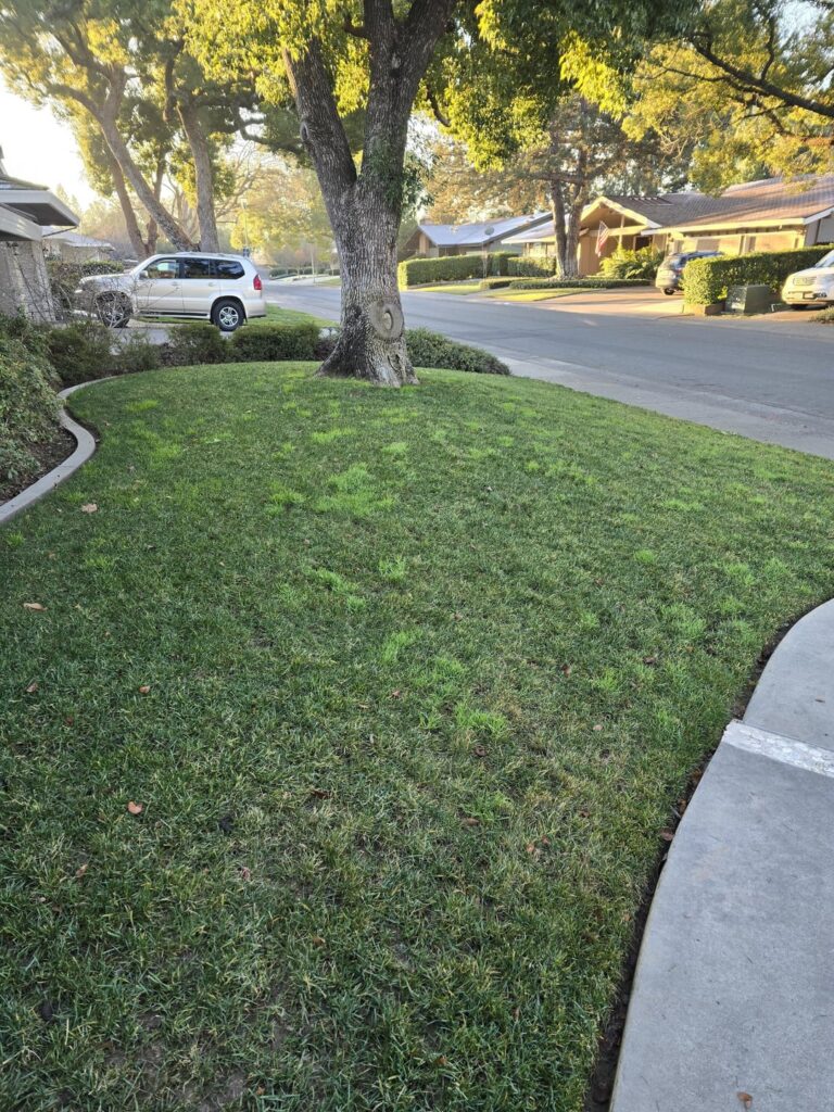 What is this in my lawn, Sacramento, CA