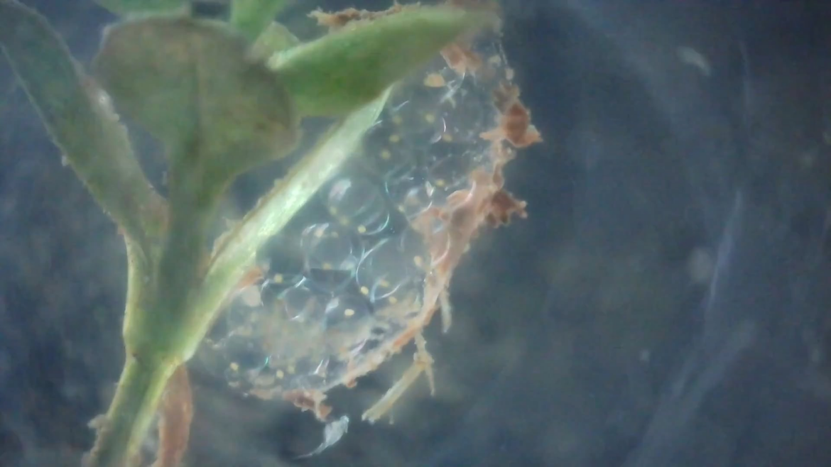 Pond snail egg clutch up close + a copepod zooming by