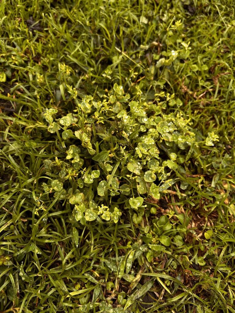 What kinds of weeds are these?