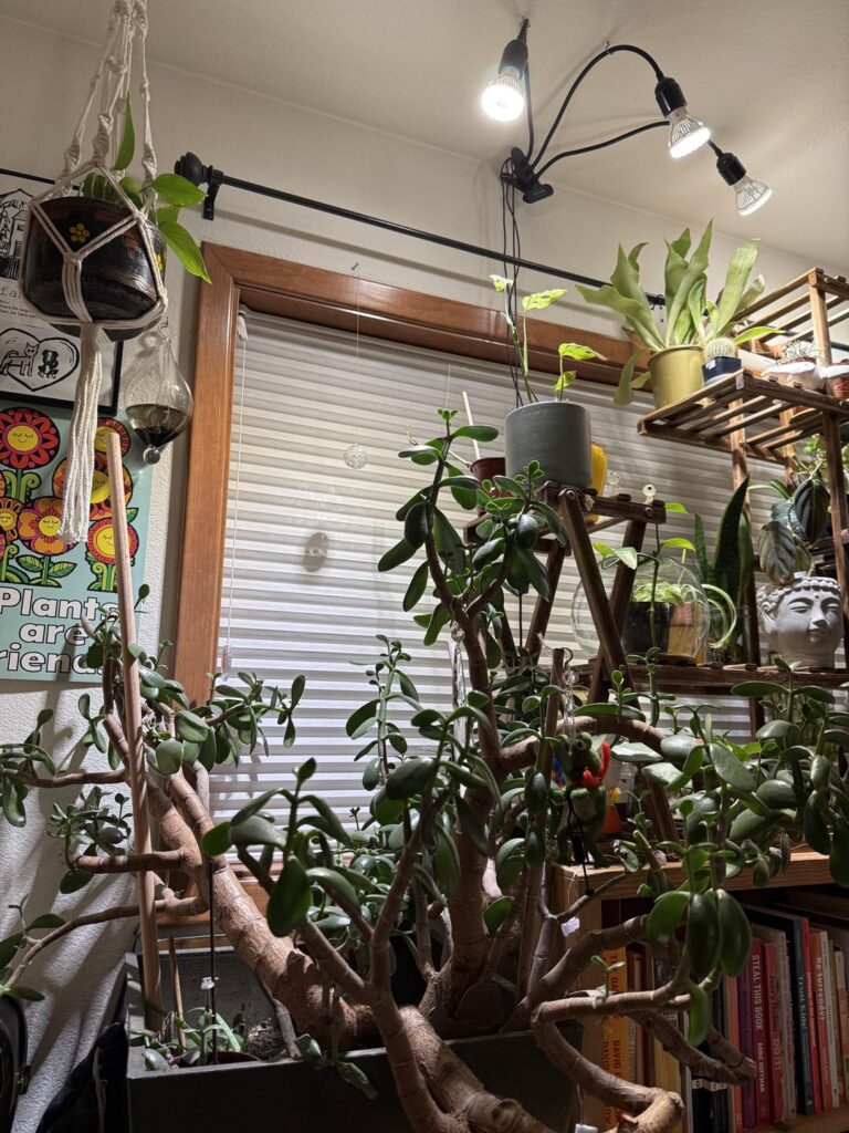 What does my Jade tree want from? What does my Jade tree want from?