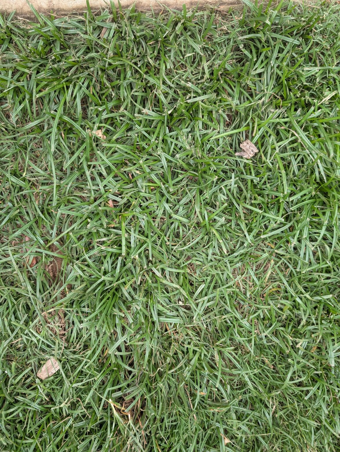 Type of grass