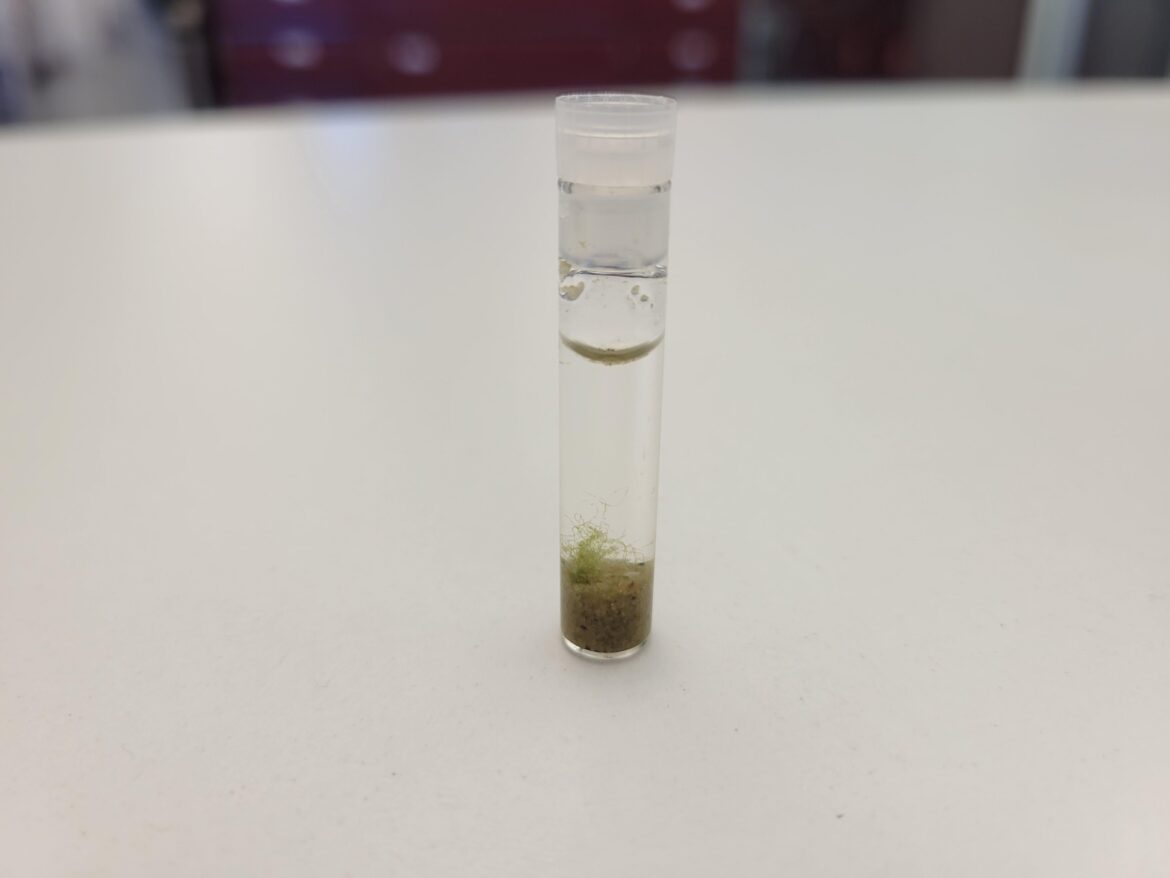Smallest Jarrarium Smallest Jarrarium