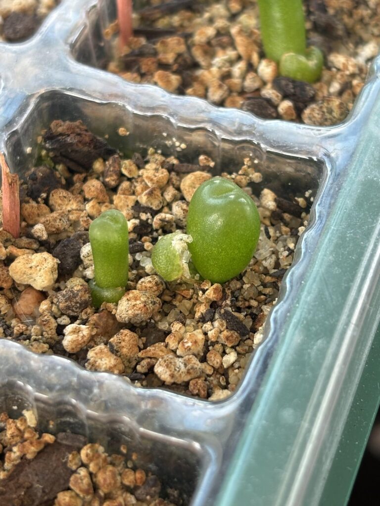 What do I do for these young conophytums? What do I do for these young conophytums?