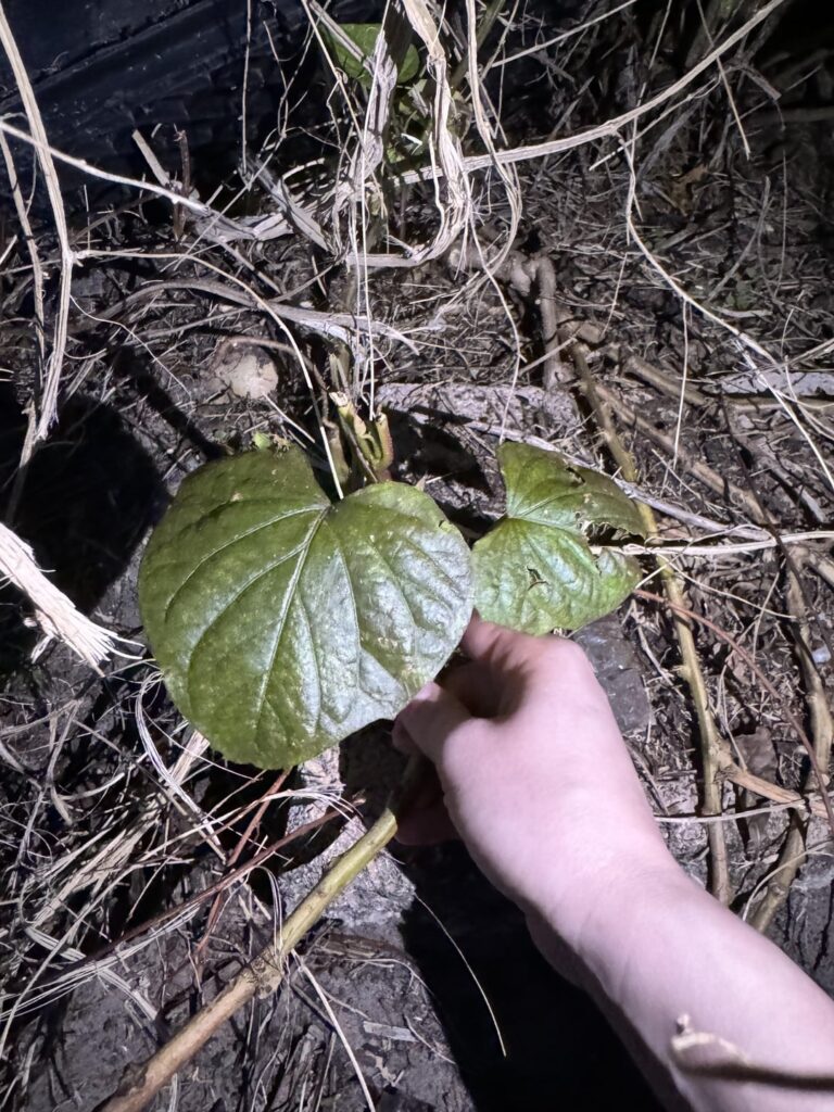 Florida weed - dogs ate tuber