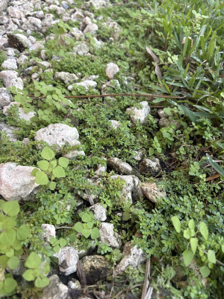 What weed is this and how do I eradicate it [FL]