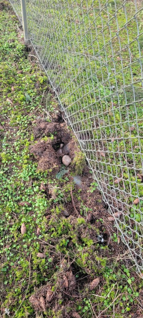 Odd holes and turned up dirt in yard Odd holes and turned up dirt in yard