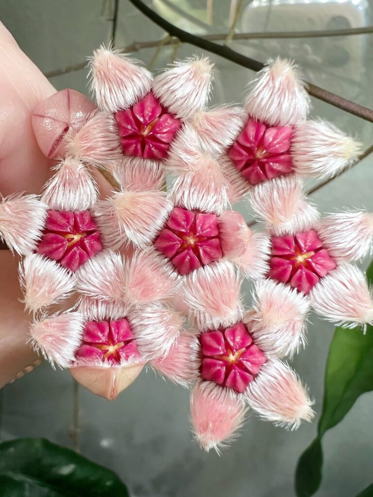 Recent Bloomers Recent Bloomers