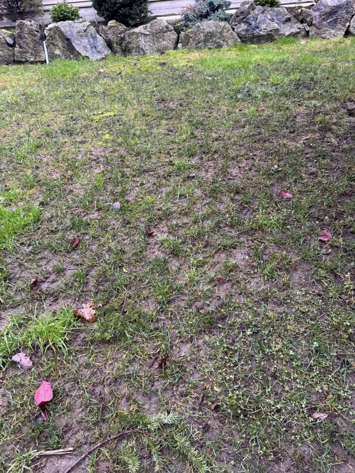 Backyard grass is always soaked and muddy Backyard grass is always soaked and muddy