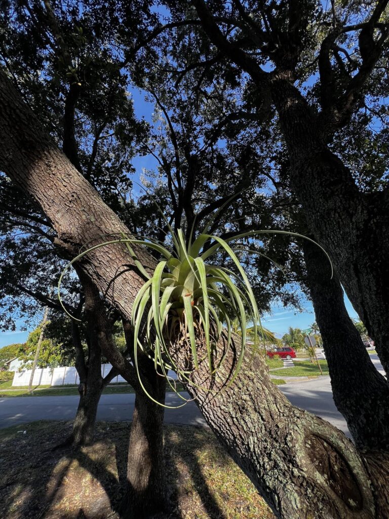 Right Nearby on! Giant Airplants!