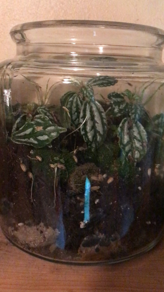 “Terrarium to Venus”