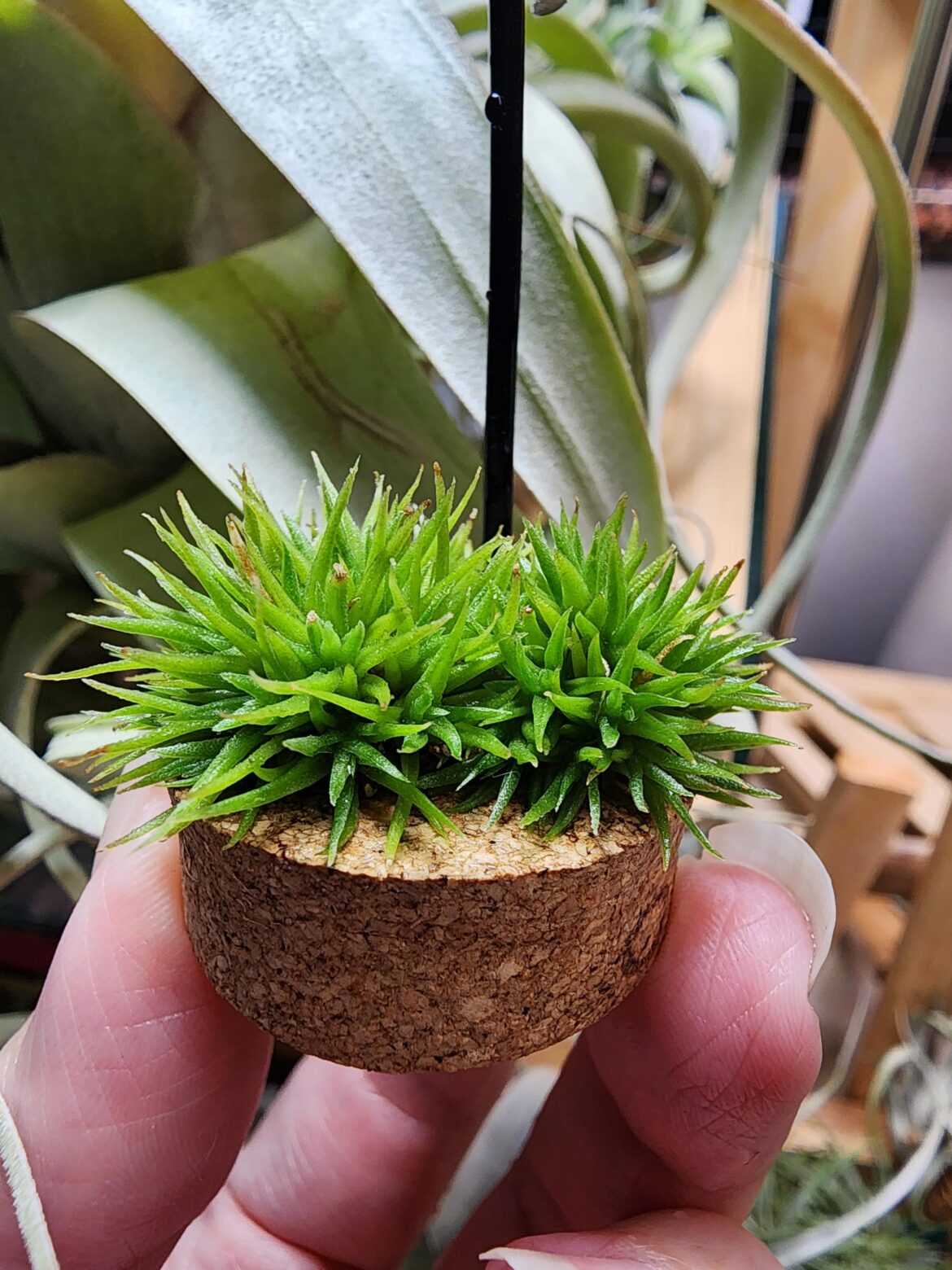 Any tips for growing aeranthos teddy bear? I have had these for more than 3 months and although they are surviving, they aren’t looking the best with browned tips and dried leaves. They are grown on a NS balcony, indirect light of about 500-600 FC, RH of more than 80% and I water them everyday. Any tips for growing aeranthos teddy bear? I have had these for more than 3 months and although they are surviving, they aren't looking the best with browned tips and dried leaves. They are grown on a NS balcony, indirect light of about 500-600 FC, RH of more than 80% and I water them everyday.