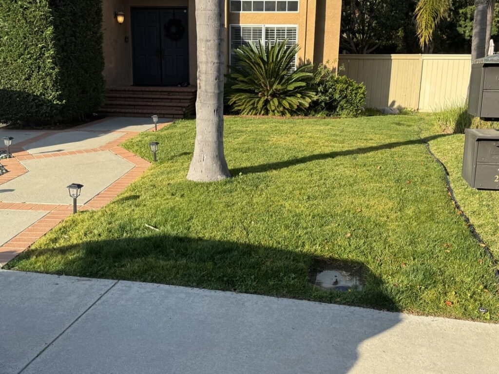 Why is my lawn yellowing like this? Seeded in October last year. Orange County, CA