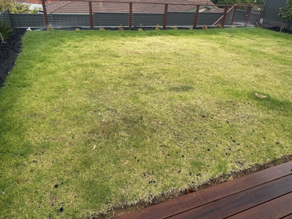 Kikuyu Lawn Help Kikuyu Lawn Help