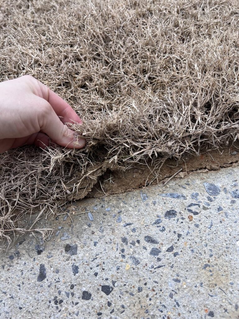 Next steps for newish sod Next steps for newish sod