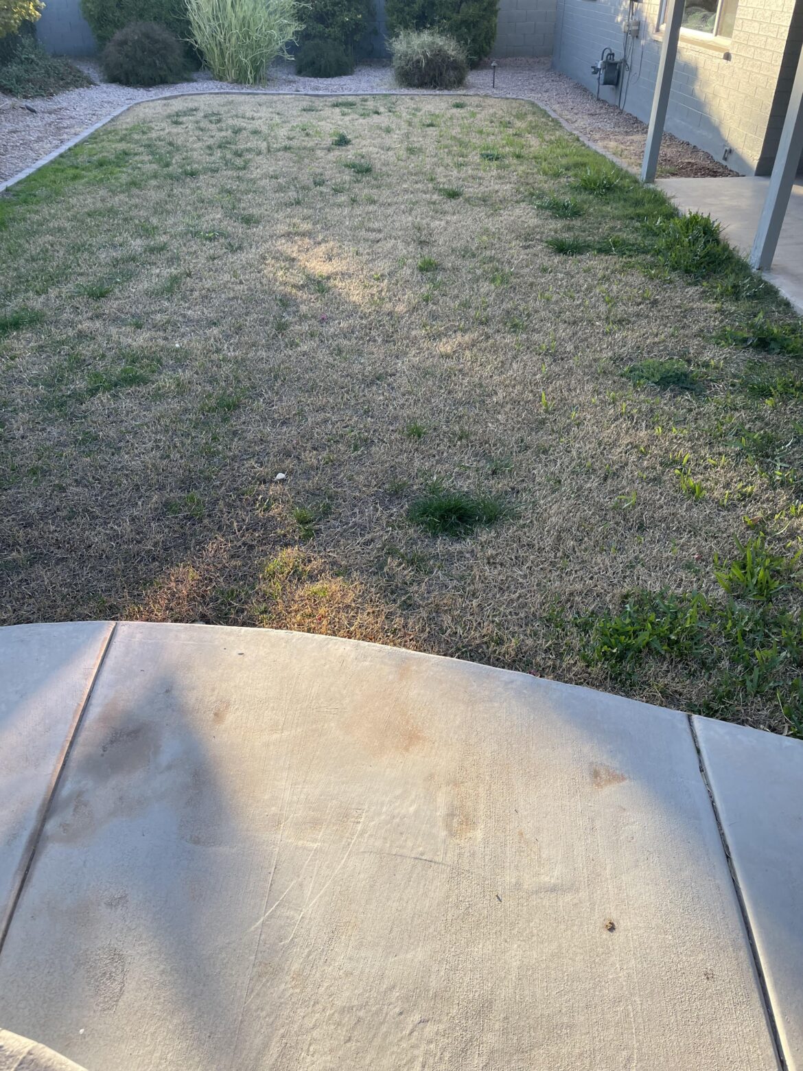 Lawn advice for weeds