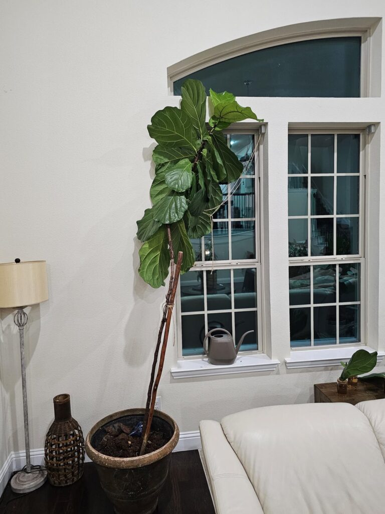 What Should I Do With This Overgrown Fiddle Leaf Fig? What Should I Do With This Overgrown Fiddle Leaf Fig?