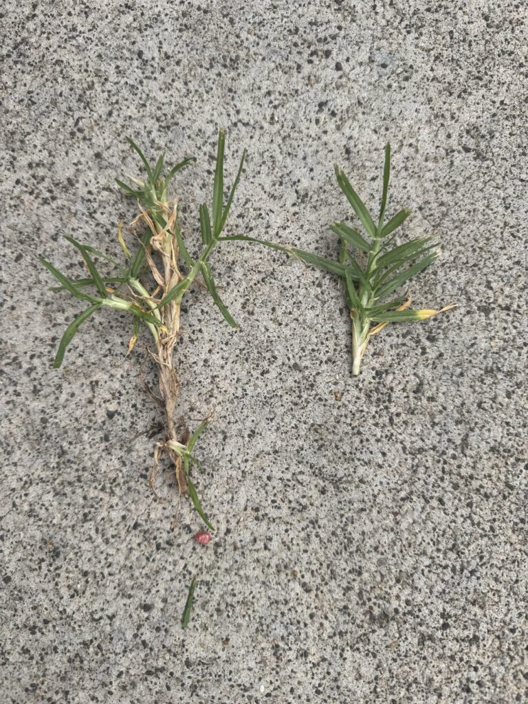 Hi team, can you please help me identify what species of grass I have?
