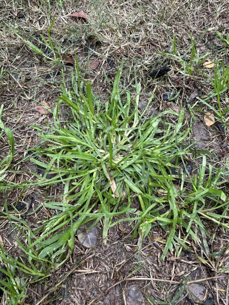 What’s this grass I don’t want (and how do I eradicate)