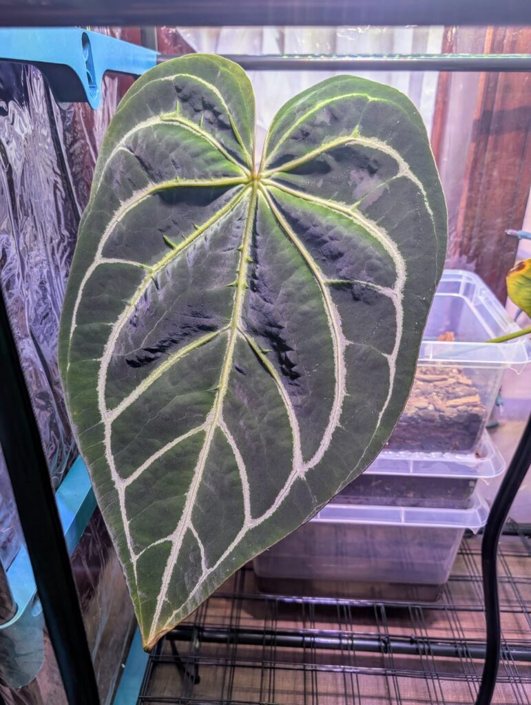 Maybe Rare. Surely pricey when I got her.