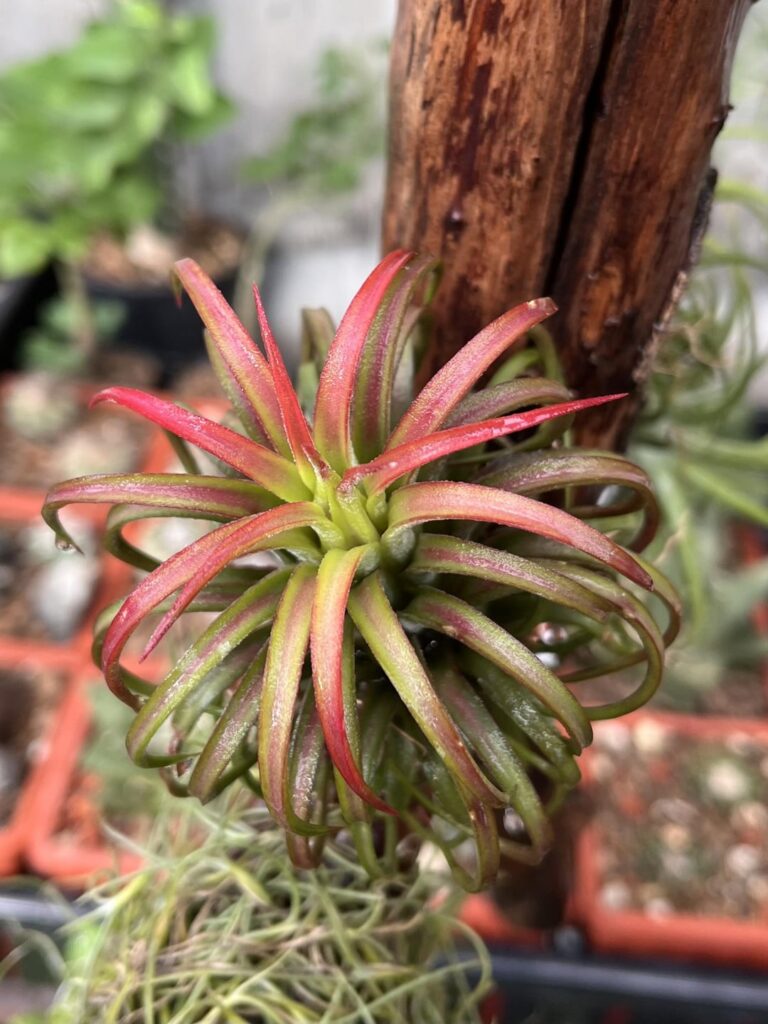 It’s getting redder each day. Is it going to flower?