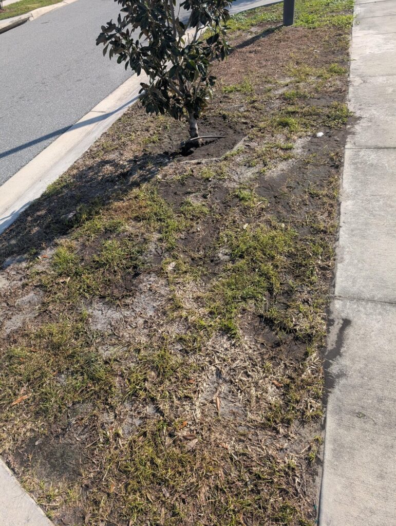 How can I revive my grass in Florida