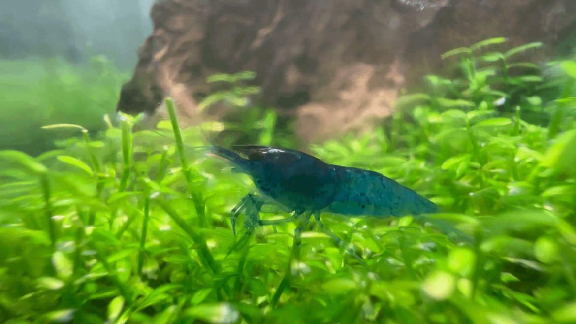 Foraging Blue Dream Neo
