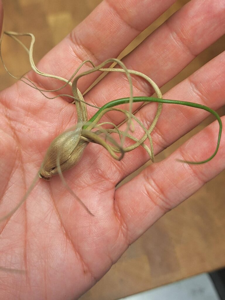 She's still holding strong with one green leaf