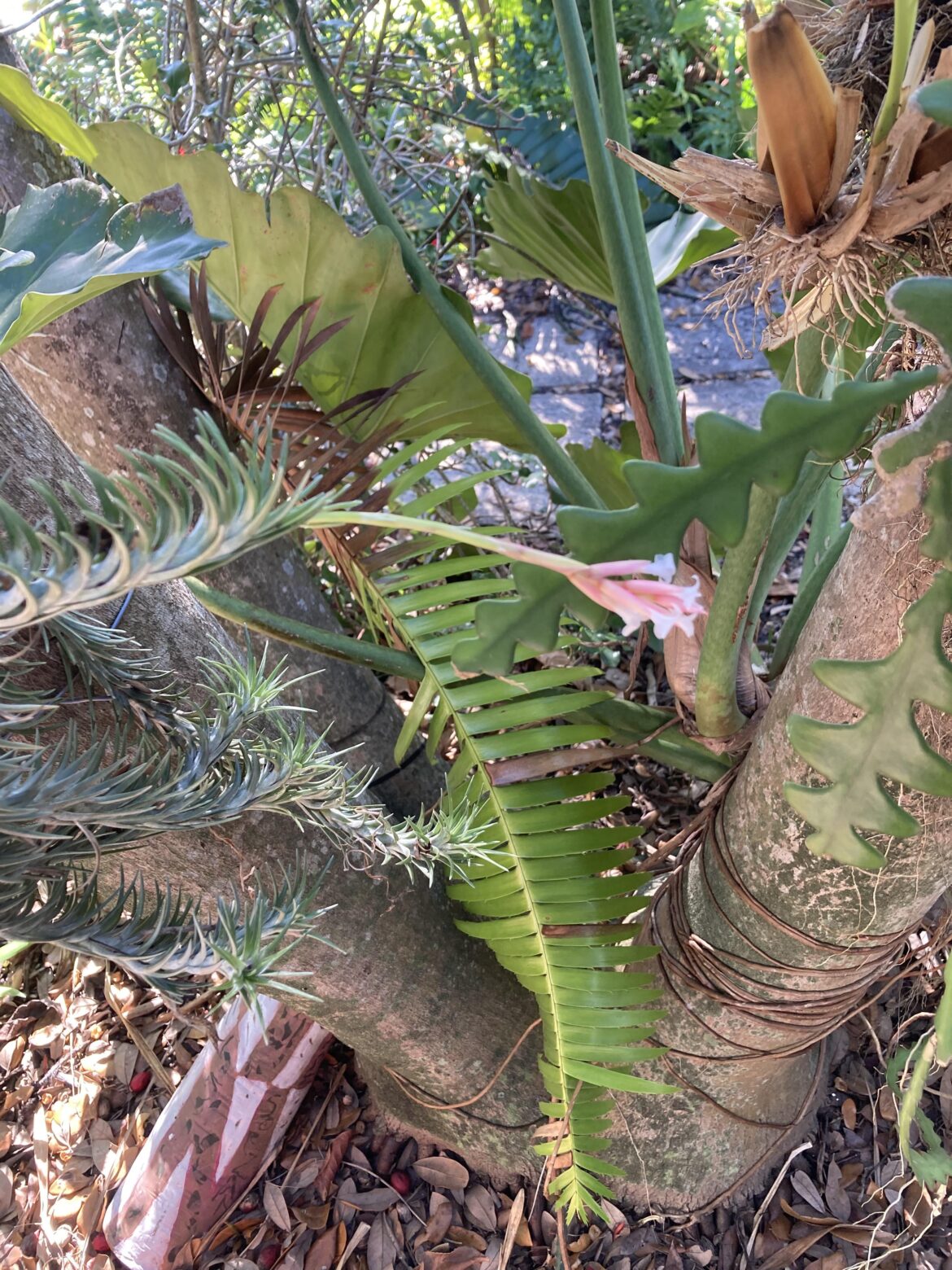 Help with ID please?