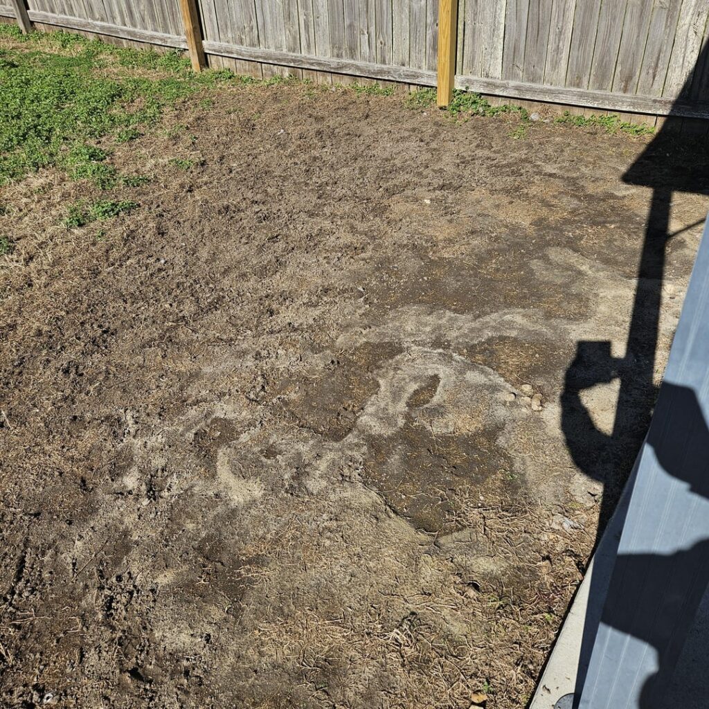 Foster dog destroyed my yard. Foster dog destroyed my yard.
