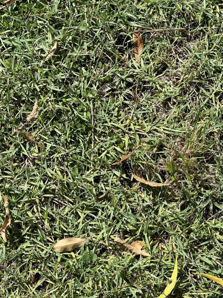 Need some tips and advice on lawn Need some tips and advice on lawn