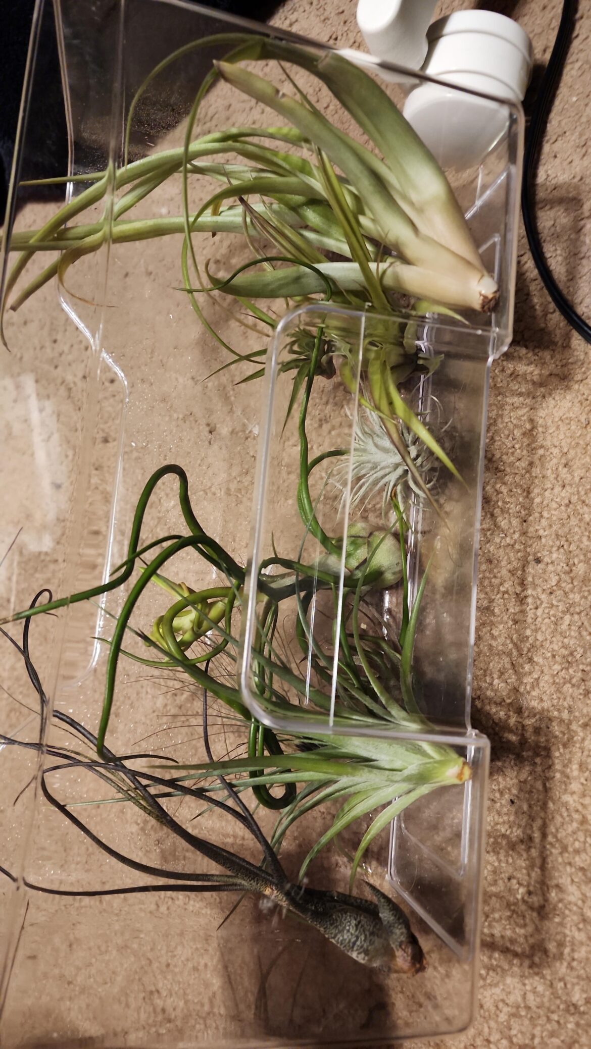 New airplant parent! any advice? New airplant parent! any advice?